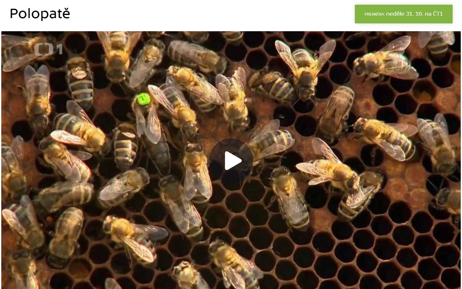 Co dělají včely v zimě – Polopatě